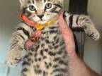 Bengal Mixes