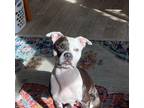 Dog for adoption - Rainey, a Pit Bull Terrier