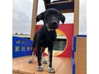 Dog for adoption - Dakota, a German Shepherd Dog & Labrador Retriever Mix