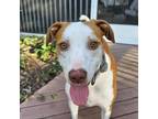 Dog for adoption - Dozer, a Jack Russell Terrier & Beagle Mix