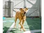 Dog for adoption - Shiva, a Golden Retriever & Greyhound Mix