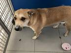 Dog for adoption - Stray Dog, a Yellow Labrador Retriever Mix