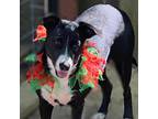 Dog for adoption - Jessa, a Labrador Retriever