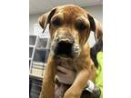 Dog for adoption - Tyrion, an American Staffordshire Terrier