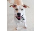 Dog for adoption - Lummye, a Labrador Retriever & Hound Mix
