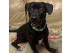 Dog for adoption - Boston, a Black Labrador Retriever