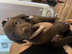 Dog for adoption - Goose, a Chocolate Labrador Retriever Mix