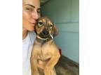 Dog for adoption - Wembley, a Shepherd & Plott Hound Mix