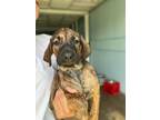 Dog for adoption - Shay, a Pit Bull Terrier & Shepherd Mix