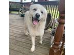 Dog for adoption - Snow, a Great Pyrenees