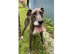 Dog for adoption - Liberty, a Great Dane