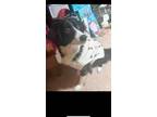 Dog for adoption - Cindy, a Border Collie Mix