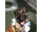 Dog for adoption - Panzer, an Anatolian Shepherd