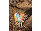 Adopt Sammy a Staffordshire Bull Terrier / Mixed dog in Denver, CO (37312016)