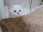 British Scottish Kitten