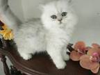 Persian Kitten