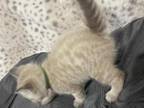 Snow Bengal Lola & Tyson