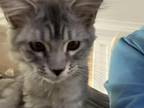Tabby Girl