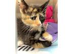 Zelda, Domestic Shorthair For Adoption In Estherville, Iowa