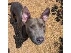Cher, Staffordshire Bull Terrier For Adoption In Anniston, Alabama