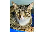 Coco Chanel / Jax Queen, Domestic Shorthair For Adoption In Sebastian, Florida