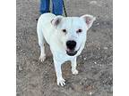 Snowball, Border Terrier For Adoption In El Paso, Texas