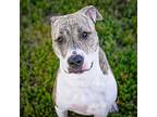 Pepper, Border Terrier For Adoption In Merriam, Kansas