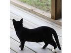 Dinky - Special Needs Kitten, Domestic Shorthair For Adoption In Fort Myers