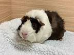 Saffron, Guinea Pig For Adoption In Chino, California