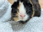 Kirby, Guinea Pig For Adoption In Chino, California