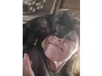 Nutmeg, Domestic Shorthair For Adoption In Wilson, North Carolina