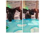 Lightning - Weather Litter, Bombay For Adoption In Phoenix, Arizona