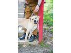 Cornbread, Golden Retriever For Adoption In Indianapolis, Indiana