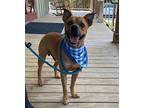 Walley, Boston Terrier For Adoption In Slidell, Louisiana