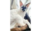 Cotton, Siamese For Adoption In Richmond, Texas