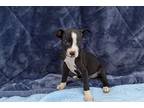 Poseidon, American Pit Bull Terrier For Adoption In Evansville, Indiana