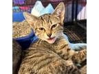 Adopt Paris a Domestic Short Hair