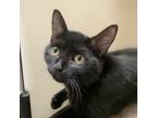 Adopt Keystone a Domestic Short Hair