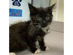 Adopt Greta a Domestic Medium Hair