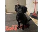 Adopt Mary a Black Labrador Retriever
