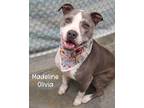 Adopt Madeline Olivia a Pit Bull Terrier