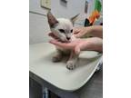 Adopt Shakira a Siamese, Domestic Short Hair
