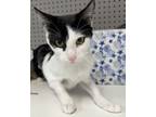 Adopt Jennifer a Domestic Short Hair