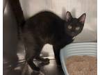 Adopt Gadget a Domestic Short Hair