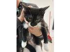 Adopt Diana a Domestic Short Hair