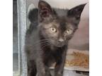 Adopt Bubbles a Domestic Short Hair