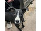 Adopt Blueberry a Mixed Breed