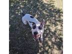 Adopt Spot a Terrier
