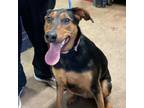 Adopt Zoey a German Shepherd Dog, Doberman Pinscher