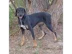 Adopt Emmylou a Rottweiler